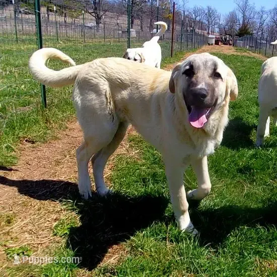 AKC - ALAN – Anatolian Shepherd Dog puppy on hold in Yellville, AR