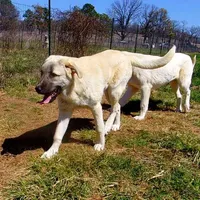 AKC - ALAN, a male Anatolian Shepherd Dog for sale in Yellville, AR – Photo 8 of 10