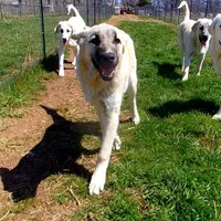 AKC - ALAN, a male Anatolian Shepherd Dog for sale in Yellville, AR – Photo 4 of 10