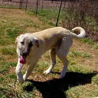AKC - ALAN, a male Anatolian Shepherd Dog for sale in Yellville, AR – Photo 9 of 10