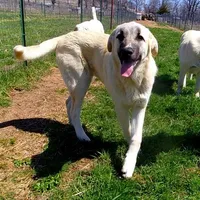 AKC - ALAN, a male Anatolian Shepherd Dog for sale in Yellville, AR – Photo 2 of 10