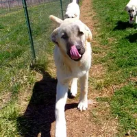 AKC - ALAN, a male Anatolian Shepherd Dog for sale in Yellville, AR – Photo 5 of 10