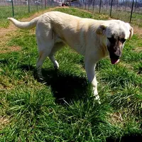 AKC - ALAN, a male Anatolian Shepherd Dog for sale in Yellville, AR – Photo 6 of 10