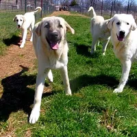 AKC - ALAN, a male Anatolian Shepherd Dog for sale in Yellville, AR – Photo 3 of 10