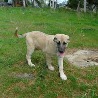AKC- PICABOO, a female Anatolian Shepherd Dog for sale in Yellville, AR – 4 of 7