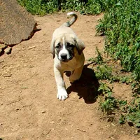 AKC- CLUTCH, a male Anatolian Shepherd Dog for sale in Yellville, AR – 2 of 10