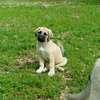 AKC- JESSE, a male Anatolian Shepherd Dog for sale in Yellville, AR – 7 of 10