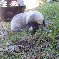 AKC- BARON, a male Anatolian Shepherd Dog for sale in Yellville, AR – 5 of 8