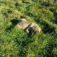AKC- BREEZY, a female Anatolian Shepherd Dog for sale in Yellville, AR – Photo 8 of 10