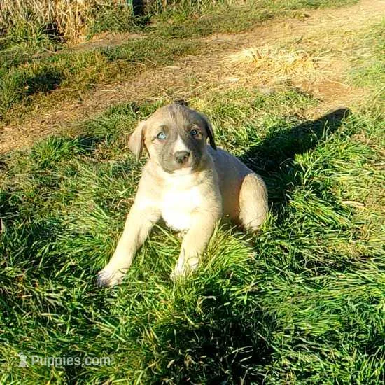 AKC- BREEZY – Anatolian Shepherd Dog puppy for sale in Yellville, AR
