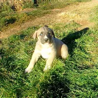 AKC- BREEZY, a female Anatolian Shepherd Dog for sale in Yellville, AR – Photo 1 of 10