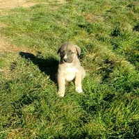 AKC- BREEZY, a female Anatolian Shepherd Dog for sale in Yellville, AR – Photo 5 of 10