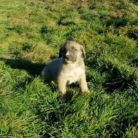AKC- BREEZY, a female Anatolian Shepherd Dog for sale in Yellville, AR – Photo 7 of 10