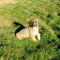 AKC- BREEZY, a female Anatolian Shepherd Dog for sale in Yellville, AR – Photo 2 of 10
