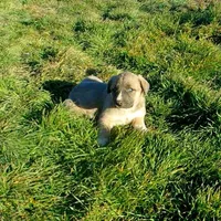 AKC- BREEZY, a female Anatolian Shepherd Dog for sale in Yellville, AR – Photo 9 of 10