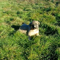 AKC- BREEZY, a female Anatolian Shepherd Dog for sale in Yellville, AR – Photo 10 of 10