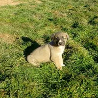 AKC- BREEZY, a female Anatolian Shepherd Dog for sale in Yellville, AR – Photo 4 of 10