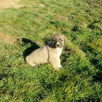 AKC- BREEZY, a female Anatolian Shepherd Dog for sale in Yellville, AR – Photo 3 of 10