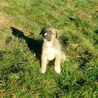 AKC- BREEZY, a female Anatolian Shepherd Dog for sale in Yellville, AR – Photo 6 of 10