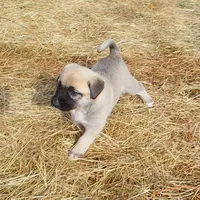 AKC - FERN, a female Anatolian Shepherd Dog for sale in Yellville, AR – 9 of 10
