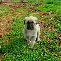 AKC - FERN, a female Anatolian Shepherd Dog for sale in Yellville, AR – 2 of 10