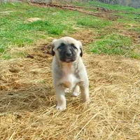 AKC - FERN, a female Anatolian Shepherd Dog for sale in Yellville, AR – 6 of 10