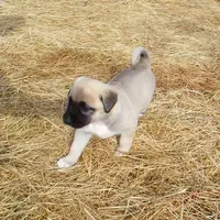 AKC - FERN, a female Anatolian Shepherd Dog for sale in Yellville, AR – 10 of 10