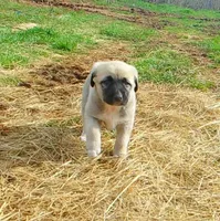 AKC - FERN, a female Anatolian Shepherd Dog for sale in Yellville, AR – 5 of 10