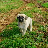 AKC - FERN, a female Anatolian Shepherd Dog for sale in Yellville, AR – 3 of 10