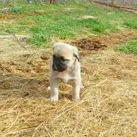 AKC - FERN, a female Anatolian Shepherd Dog for sale in Yellville, AR – 8 of 10