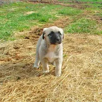 AKC - FERN, a female Anatolian Shepherd Dog for sale in Yellville, AR – 7 of 10