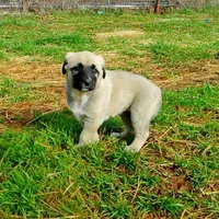 AKC - FERN, a female Anatolian Shepherd Dog for sale in Yellville, AR – 4 of 10