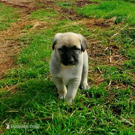 AKC - FERN – Anatolian Shepherd Dog puppy for sale in Yellville, AR