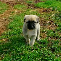 AKC - FERN, a female Anatolian Shepherd Dog for sale in Yellville, AR – 1 of 10