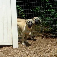 AKC - FERN, a female Anatolian Shepherd Dog for sale in Yellville, AR – 5 of 9