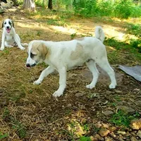 AKC- HADAR, a male Anatolian Shepherd Dog for sale in Yellville, AR – Photo 3 of 10