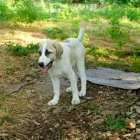 AKC- HADAR, a male Anatolian Shepherd Dog for sale in Yellville, AR – Photo 9 of 10