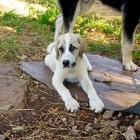 AKC- HADAR, a male Anatolian Shepherd Dog for sale in Yellville, AR – Photo 7 of 10