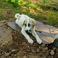 AKC- HADAR, a male Anatolian Shepherd Dog for sale in Yellville, AR – Photo 6 of 10