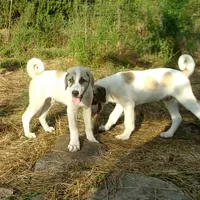 processed/d84e202c-e884-4039-9df9-750e26392802/listing/2dd9b9e4-010d-40f2-b0d8-095b8a5ff180/7236f31f-3ee0-4bed-83f2-ce6431464610