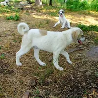 AKC- HADAR, a male Anatolian Shepherd Dog for sale in Yellville, AR – Photo 5 of 10