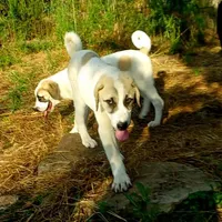 AKC- HADAR, a male Anatolian Shepherd Dog for sale in Yellville, AR – Photo 10 of 10