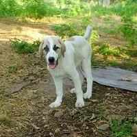 AKC- HADAR, a male Anatolian Shepherd Dog for sale in Yellville, AR – Photo 1 of 10