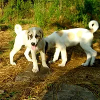AKC- HADAR, a male Anatolian Shepherd Dog for sale in Yellville, AR – Photo 2 of 10