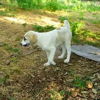 AKC- HADAR, a male Anatolian Shepherd Dog for sale in Yellville, AR – Photo 4 of 10