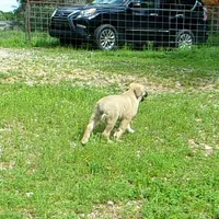 AKC- JESSE, a male Anatolian Shepherd Dog for sale in Yellville, AR – 8 of 10