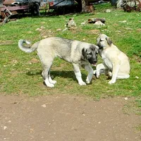 AKC- ANGEL, a female Anatolian Shepherd Dog for sale in Yellville, AR – 10 of 10