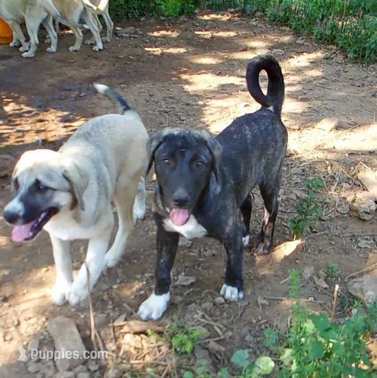 AKC- ZACKUM – Anatolian Shepherd Dog puppy for sale in Yellville, AR