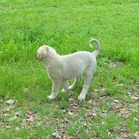 AKC- GOLDIE, a female Anatolian Shepherd Dog for sale in Yellville, AR – 10 of 10
