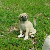 AKC- JESSE, a male Anatolian Shepherd Dog for sale in Yellville, AR – 6 of 10